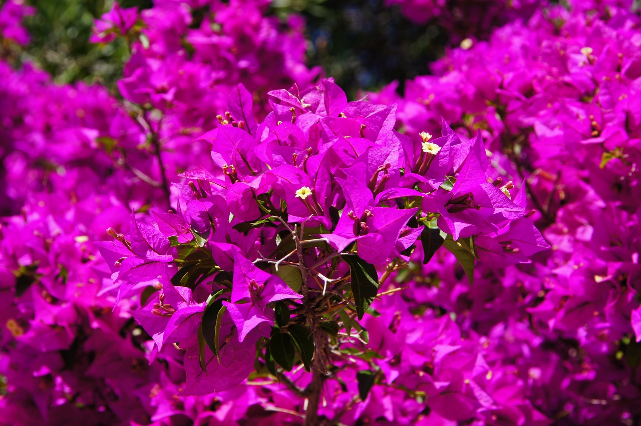 The Best Flowering Plants for Hanging Baskets